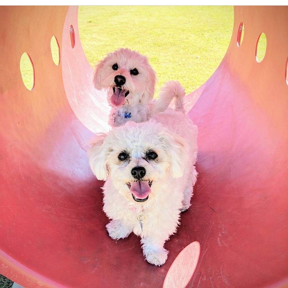 Heroes Dog Park - In the doggie tube getting some shade - Dog Parks Near Me - Murrieta, California Heroes Dog Park - In the doggie tube getting some shade - Dog Parks Near Me - Murrieta, California