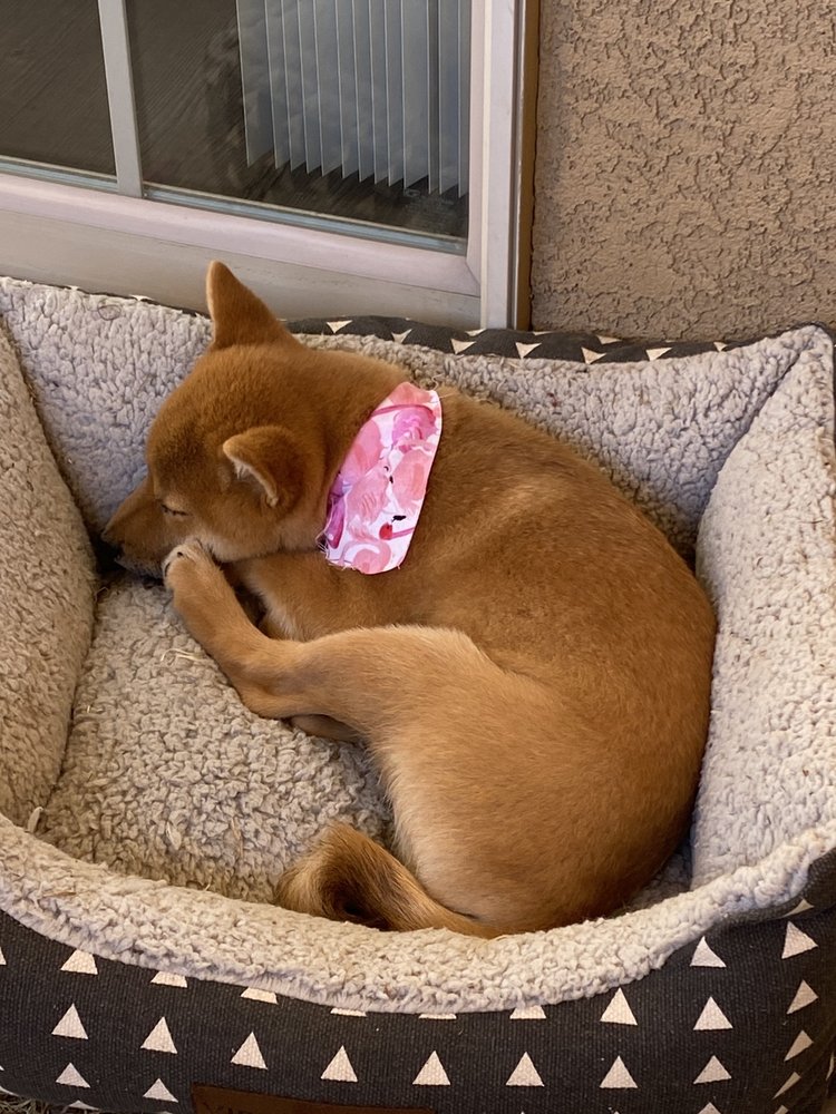 DAWN’S PROFESSIONAL PET GROOMING CLOSED Updated August 2024 5410