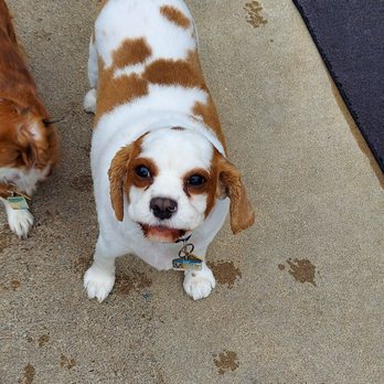 house of baxter dog grooming