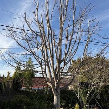 Pearloga Tree service - Autumn Blaze Maple - Tree Services Near Me Pearloga Tree service - Autumn Blaze Maple - Tree Services Near Me