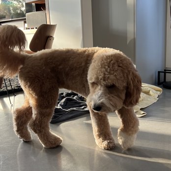 Barkbus Mobile Dog Grooming - Pet Groomers Near Me Barkbus Mobile Dog Grooming - Pet Groomers Near Me