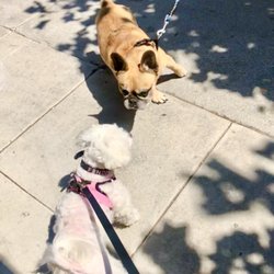 Fendi and french bull dog