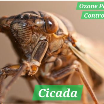 Ozone Pest Control - Hear that??!! Electronic sound outside?? Those are Cicadas in the trees. Give Ozone a call Today!! - Pest Control Near Me - Queen Creek, Arizona Ozone Pest Control - Hear that??!! Electronic sound outside?? Those are Cicadas in the trees. Give Ozone a call Today!! - Pest Control Near Me - Queen Creek, Arizona