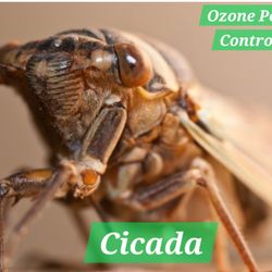 Ozone Pest Control