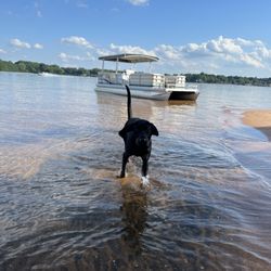 Sweet Carolina Rentals - That's my dog!