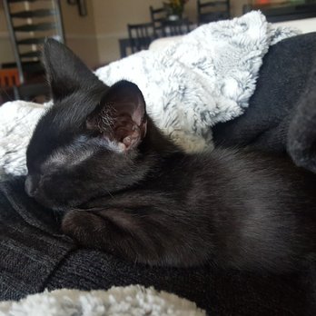LA Pet Sitting - The picture of Damon, Hinu sent me. Great updates! - Pet Sitting Near Me