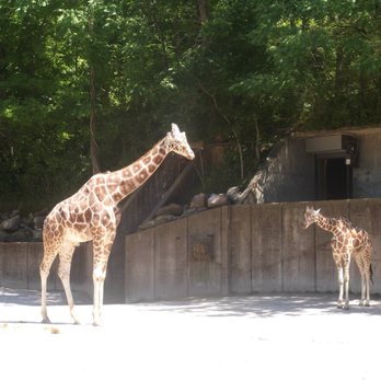 Memphis Zoo - Zoos Near Me - Memphis, Tennessee