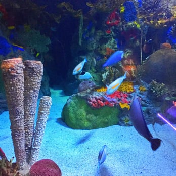 Indianapolis Zoo - Sea life - Zoos Near Me - Indianapolis, Indiana Indianapolis Zoo - Sea life - Zoos Near Me - Indianapolis, Indiana
