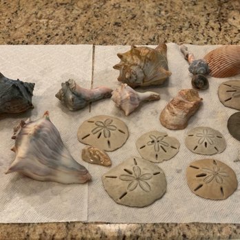 Coastal Expeditions - Treasure chest for the day - Tours Near Me - Mount Pleasant, South Carolina