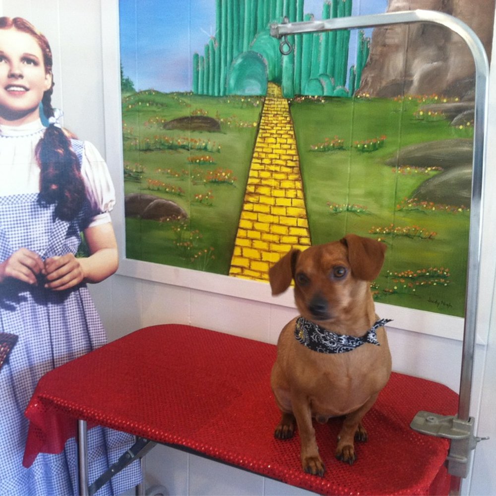 Wizard of Happy Paws - Jack nice and clean - Pet Groomers Near Me - Tehachapi, California Wizard of Happy Paws - Jack nice and clean - Pet Groomers Near Me - Tehachapi, California