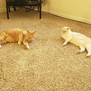 Advanced Chem-Dry By Jeff - Cat approved! - Carpet Cleaning Near Me