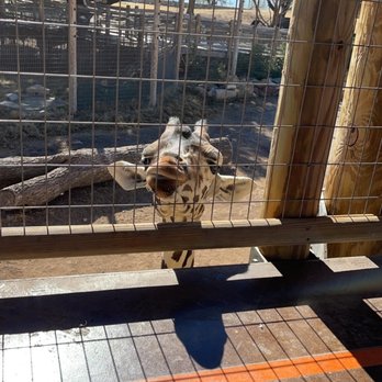 Abilene Zoo - Zoos Near Me - Abilene, Texas