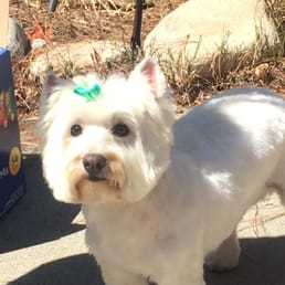 She is one happy girl! She loves her summer cut! Thank you, Lorrie's Pet Grooming! She is one happy girl! She loves her summer cut! Thank you, Lorrie's Pet Grooming!