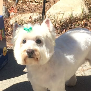 Lorrie's Pet Grooming - She is one happy girl! She loves her summer cut! Thank you, Lorrie's Pet Grooming! - Pet Groomers Near Me - Pomona , California Lorrie's Pet Grooming - She is one happy girl! She loves her summer cut! Thank you, Lorrie's Pet Grooming! - Pet Groomers Near Me - Pomona , California