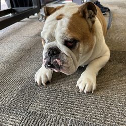 Ready to Run - Their Mascot - Chunky