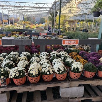 Moana Nursery - Mumkin varieties - Nurseries & Gardening Near Me - South Reno, Nevada Moana Nursery - Mumkin varieties - Nurseries & Gardening Near Me - South Reno, Nevada