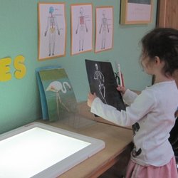 Countryside Montessori School - Learning about skeletal bones.
