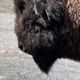 Buffalo walked right by as we were waiting for Old Faithful! Buffalo walked right by as we were waiting for Old Faithful!