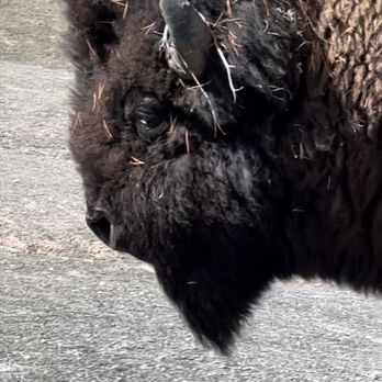 Yellowstone Safari Company - Buffalo walked right by as we were waiting for Old Faithful! - Walking Tours Near Me Yellowstone Safari Company - Buffalo walked right by as we were waiting for Old Faithful! - Walking Tours Near Me