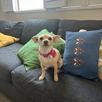 Ooh Puppy - Kit the day of her cut in her 4th of july themed bandana - Pet Groomers Near Me - La Mirada, California Ooh Puppy - Kit the day of her cut in her 4th of july themed bandana - Pet Groomers Near Me - La Mirada, California