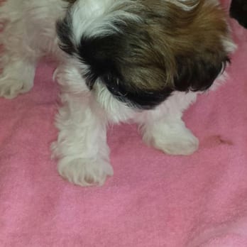 Armando's Pets and Grooming - My new Healthy, cute, playful pup from Armandos!! - Pet Groomers Near Me - Duarte, California Armando's Pets and Grooming - My new Healthy, cute, playful pup from Armandos!! - Pet Groomers Near Me - Duarte, California