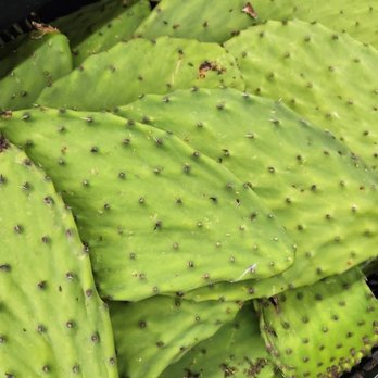 Superior Groceries - nopales - Grocery Near Me - Los Angeles, California
