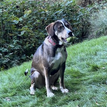 Unleashedk9 - Pet Training Near Me Unleashedk9 - Pet Training Near Me