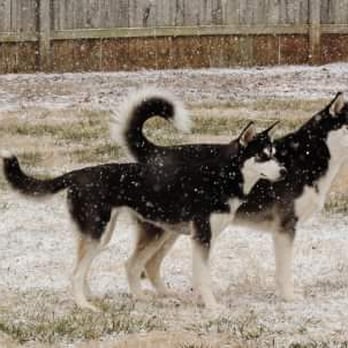 The Perfect Puppy - Pet Training Near Me - Smithville, Mississippi The Perfect Puppy - Pet Training Near Me - Smithville, Mississippi