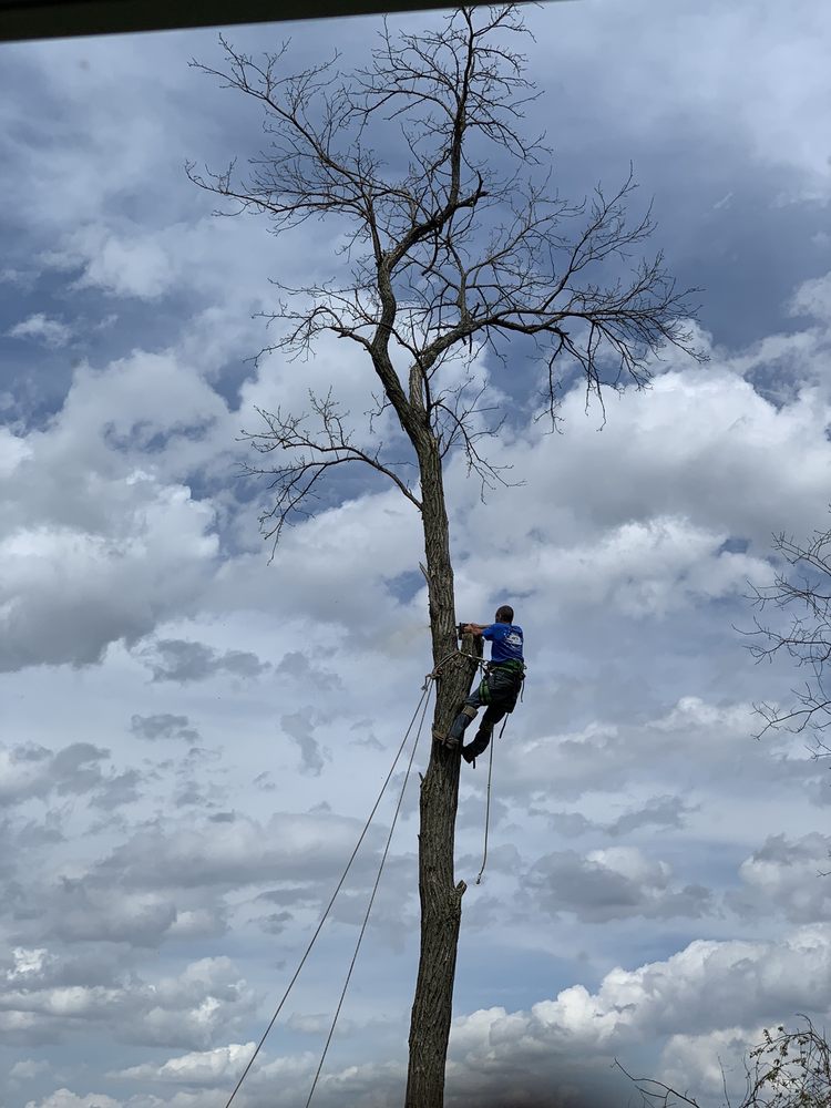 Zip's Tree Service - tree service in Jefferson Hills, PA