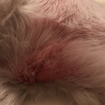 Head To Tail - They cut my puppy and denied it - Pet Stores Near Me - Schenectady, New York Head To Tail - They cut my puppy and denied it - Pet Stores Near Me - Schenectady, New York