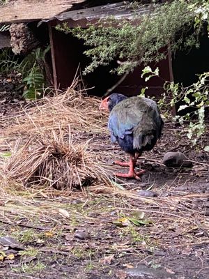 Willowbank Wildlife Reserve by null