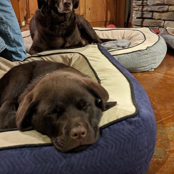 Triple L Pet Sitting Services - Pet Sitting Near Me Triple L Pet Sitting Services - Pet Sitting Near Me