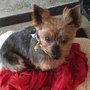 Photo of Amherst Pet Grooming