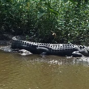 Ultimate Swamp Adventures - Big Gator - Tours Near Me - Westwego, Louisiana Ultimate Swamp Adventures - Big Gator - Tours Near Me - Westwego, Louisiana
