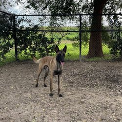 University Dog Park
