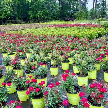 Container Grown Nursery - Nurseries & Gardening Near Me - Montgomery, Texas Container Grown Nursery - Nurseries & Gardening Near Me - Montgomery, Texas