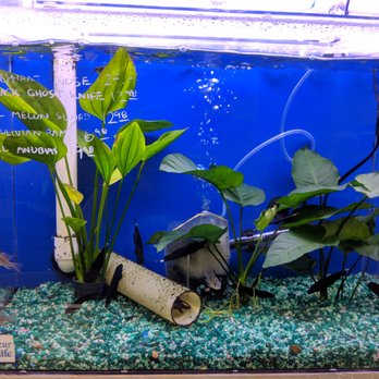 Reef Tropical Fish - Black ghost knife - Local Fish Stores Near Me - Anaheim, California Reef Tropical Fish - Black ghost knife - Local Fish Stores Near Me - Anaheim, California