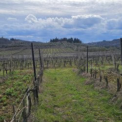 Casa Sola - Chianti Winery - The view from our vinejards