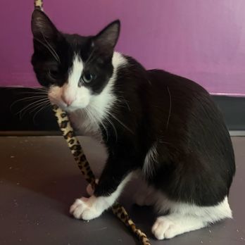 Tail Town - Pet Adoption Near Me - Pasadena, California