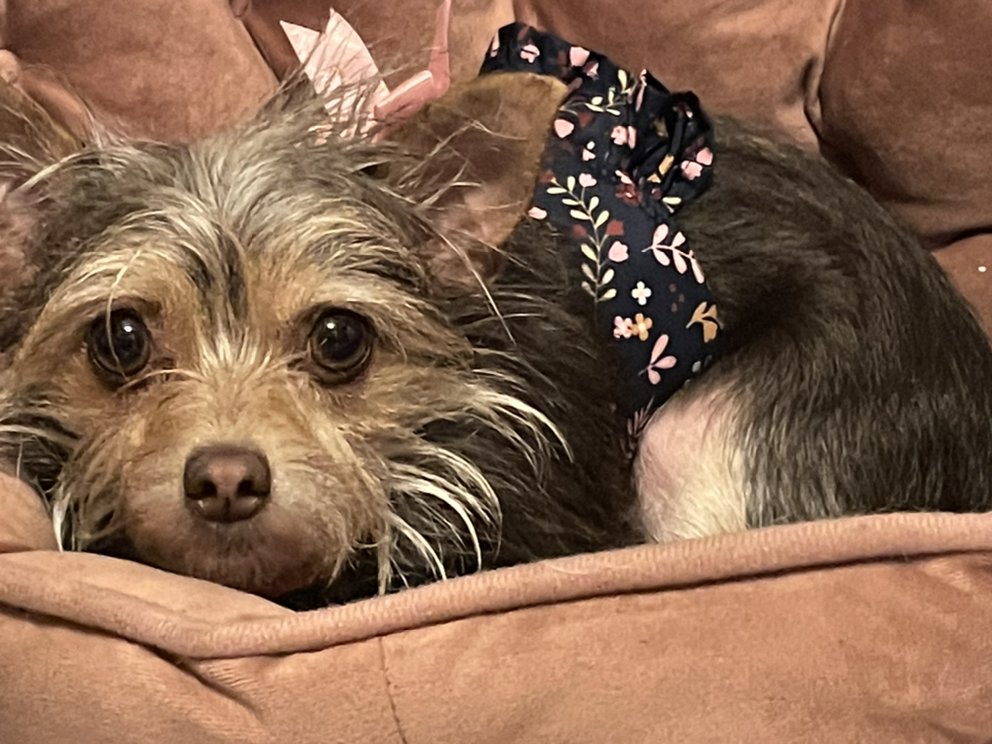 BUGLES PET SITTING Updated July 2024 15 Photos 225 Woodbridge Way