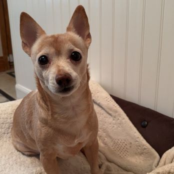 VEG ER for Pets - Emergency Pet Hospital Near Me - Williamsburg, New York VEG ER for Pets - Emergency Pet Hospital Near Me - Williamsburg, New York