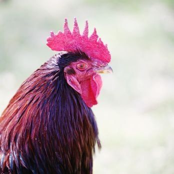 Farm Sanctuary - Animal Shelters Near Me - Acton, California