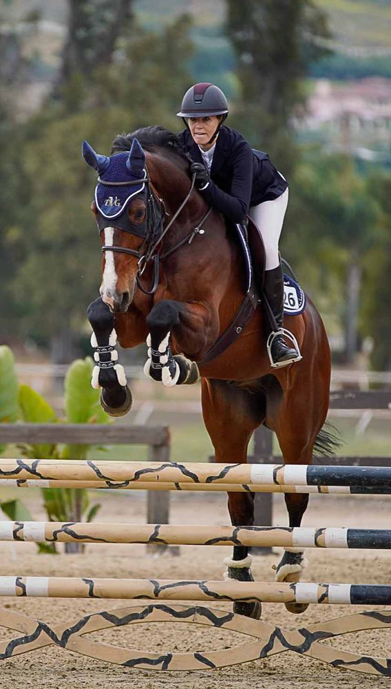 DVG Show Stables at Blue Fox Farm Logo
