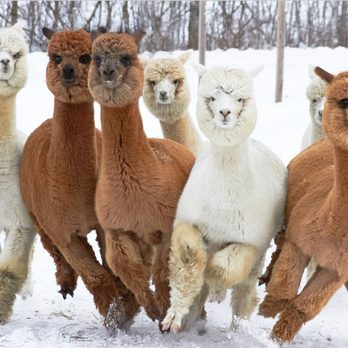 Northern Solstice Alpaca Farm - Attraction Farms Near Me - Unity, Maine Northern Solstice Alpaca Farm - Attraction Farms Near Me - Unity, Maine