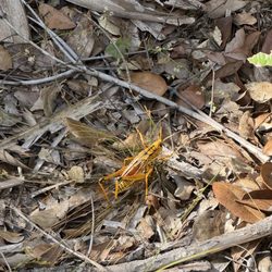 Enchanted Forest Sanctuary - Grasshopper