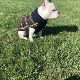 Chillydog sweater from PetStop