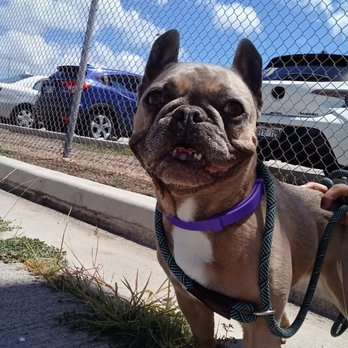 Island Pet Movers - Zuma after Agriculture passed in Honolulu - Pet Transportation Near Me - Honolulu, Hawaii Island Pet Movers - Zuma after Agriculture passed in Honolulu - Pet Transportation Near Me - Honolulu, Hawaii