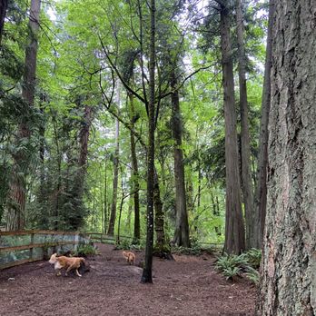 Edith Moulton Park - Off-Leah dog area - Parks Near Me - Kirkland, Washington Edith Moulton Park - Off-Leah dog area - Parks Near Me - Kirkland, Washington