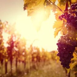 Wine Country Mobile Massage - Serving the Wine Country