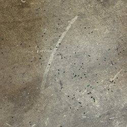U-Haul Moving & Storage of Odenton - Rat droppings